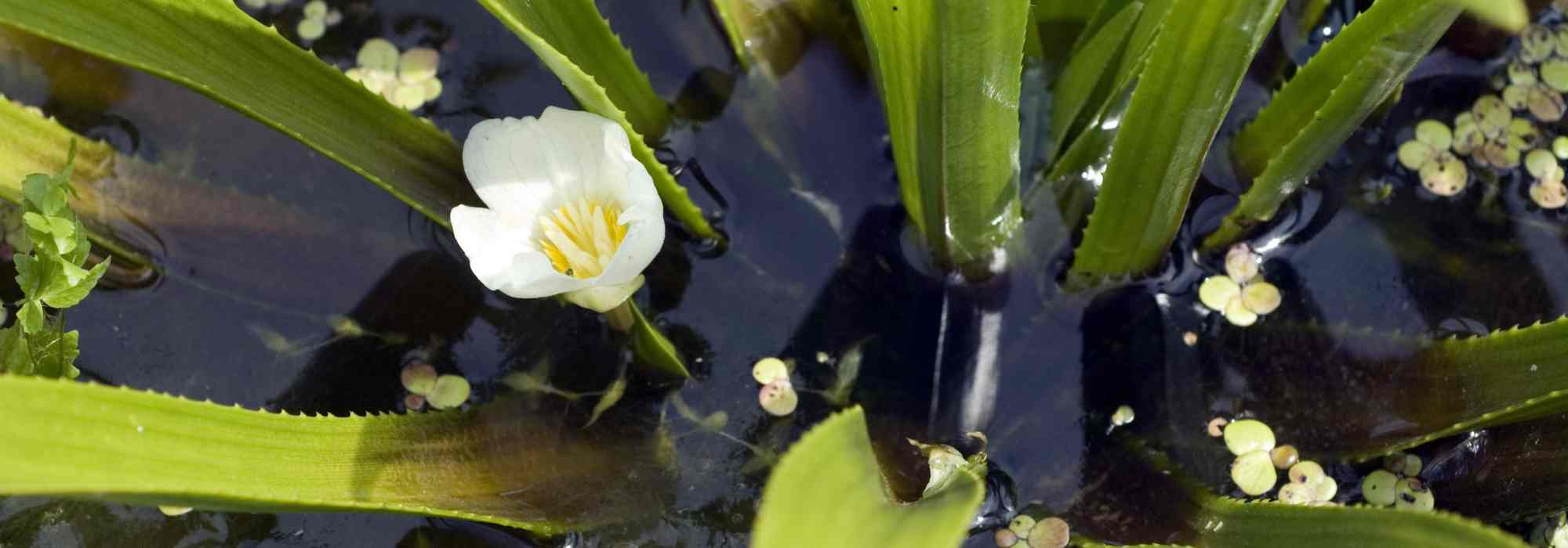 Krebsschere - Stratiotes aloides: Pflanzen und Pflege