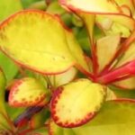 Goldlaubige Berberitzen: Auswahl für Garten und Terrasse