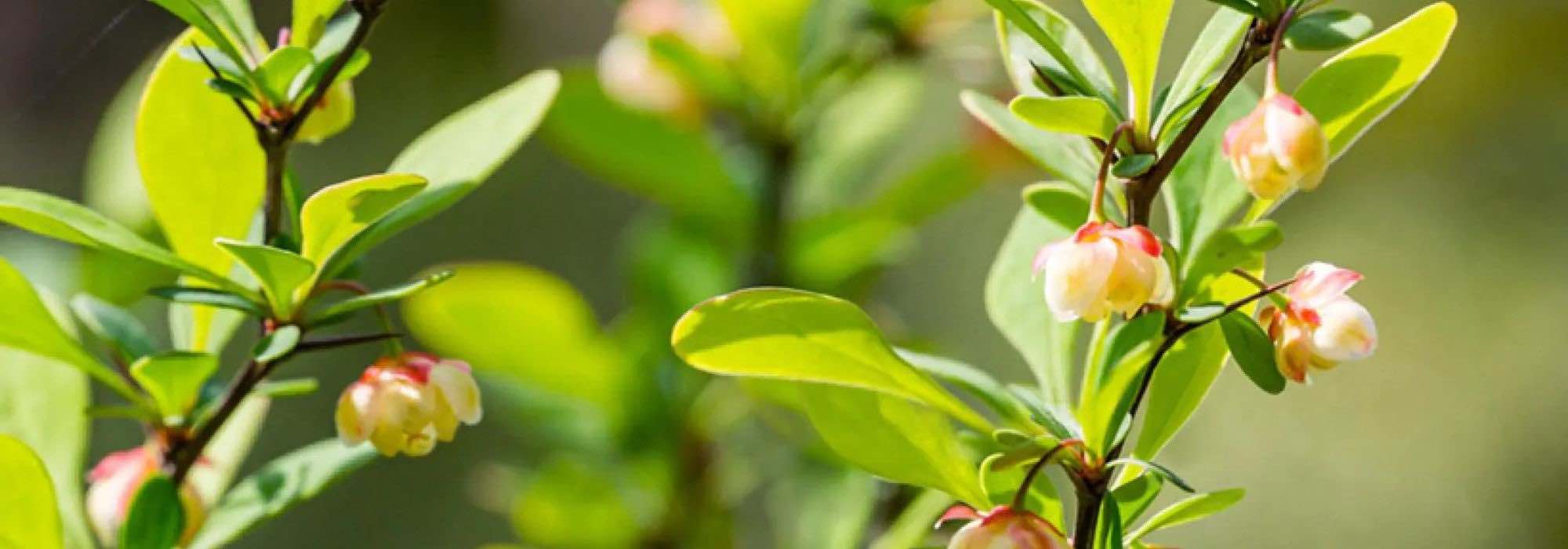6 Berberitzen: robuste Ziersträucher für jede Saison