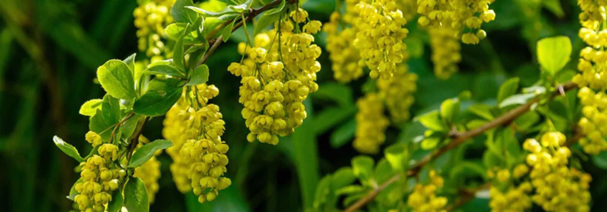 Berberitzen mit dekorativer Blüte: Auswahl und Pflanzung farbenfroher Sträucher