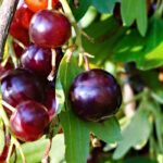 Jostabeeren anbauen: Kreuzung aus Schwarzer Johannisbeere und Stachelbeere
