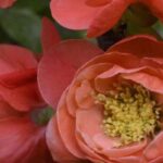 Orange blühende Zierquitte: Farbe im Spätwinter