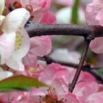 Rosa Zierquitte: Frühling im Garten