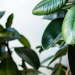 Ficus durch die Jahreszeiten: Pflegetipps