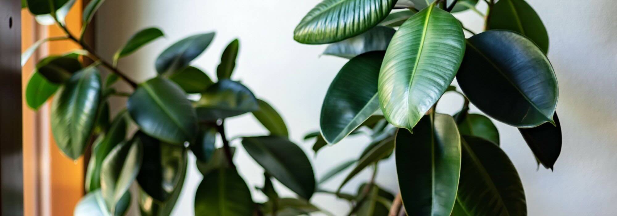 Ficus durch die Jahreszeiten: Pflegetipps