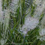 Pflegeleichte Gräser: Garten ohne Aufwand
