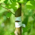 Pfropfen mit ruhendem Auge: Warum und wie?