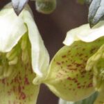 Gelb blühende Kletterpflanzen: Sonnenschein im Garten!