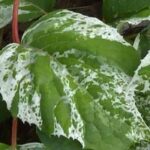 Panaschierte Kletterpflanzen für den Garten
