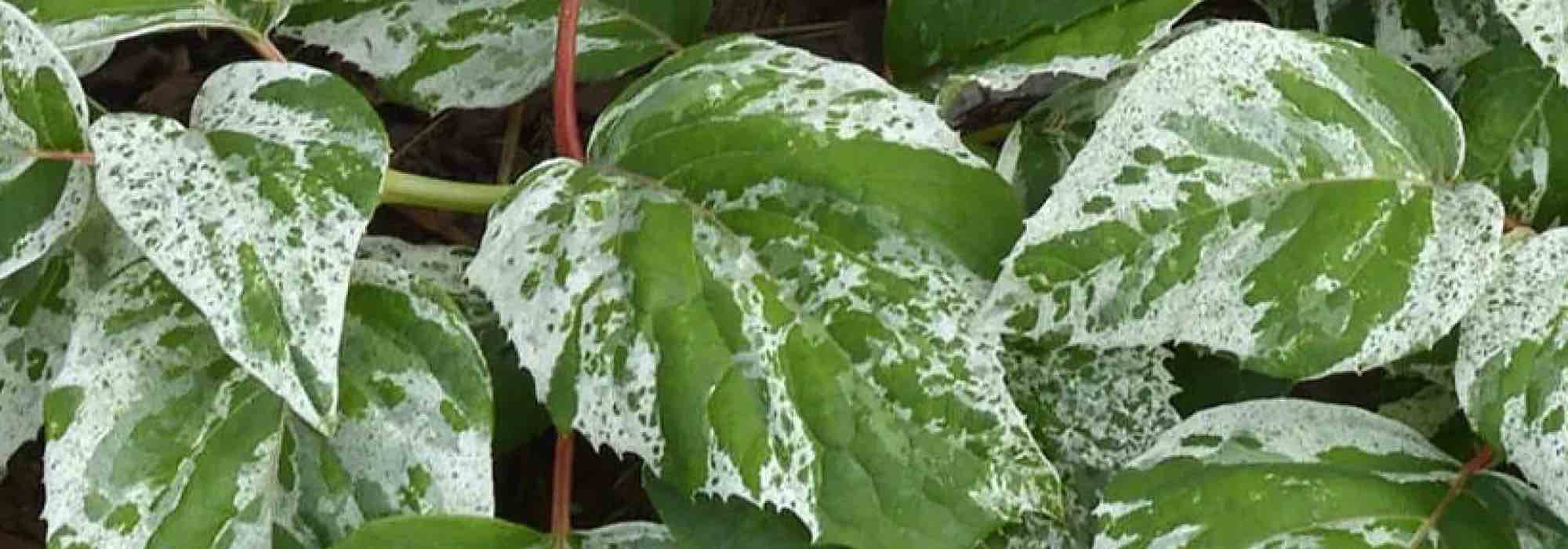 Panaschierte Kletterpflanzen für den Garten