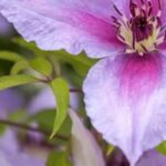 Kletterpflanzen mit violetten Blüten für den Garten