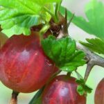 Stachelbeeren anbauen: wann, wo und wie?