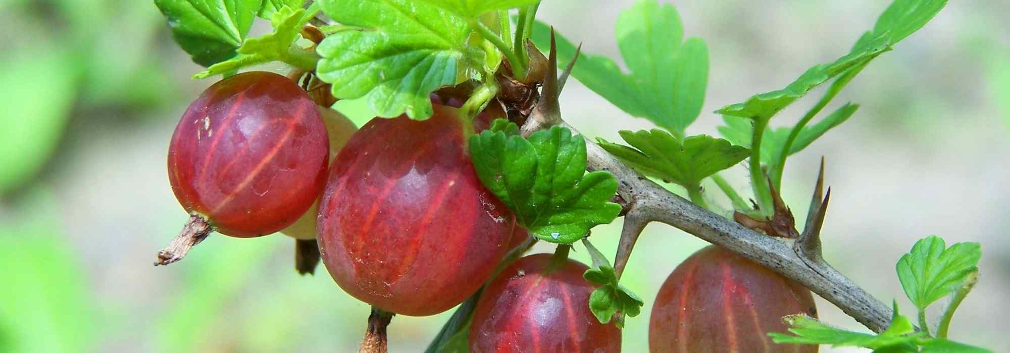 Stachelbeeren anbauen: wann, wo und wie?