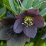 Schwarze Blüten: originelle, faszinierende Stauden