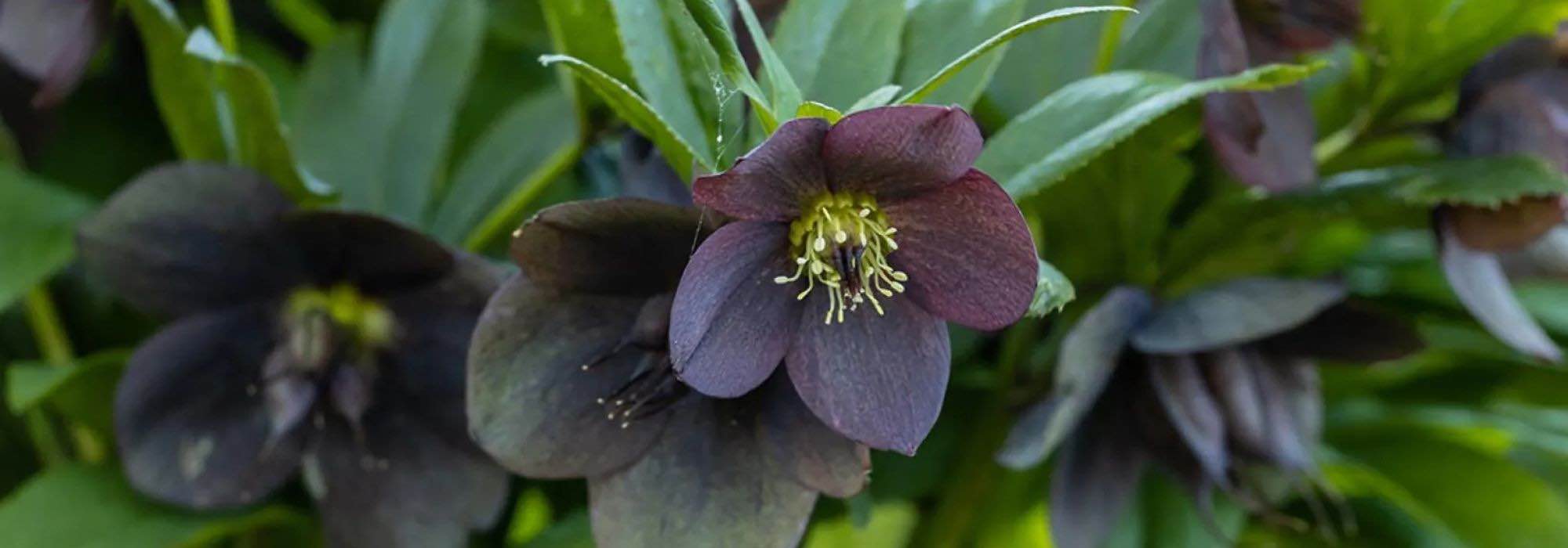 Schwarze Blüten: originelle, faszinierende Stauden