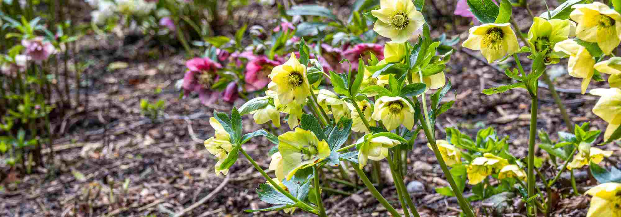 Beleben Sie den Garten mit späten Christrosen: Farbe im Spätwinter