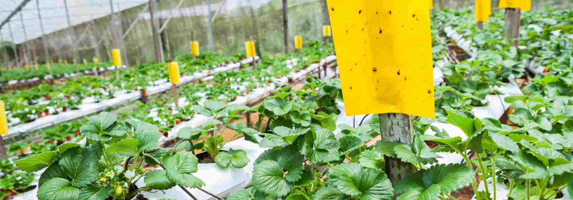 Farbtafeln: Garten ohne Schädlinge?