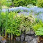 Passende Pflanzen für Ihren Garten auswählen?