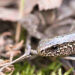Reptilien im Garten: Erkennen? Anlocken?