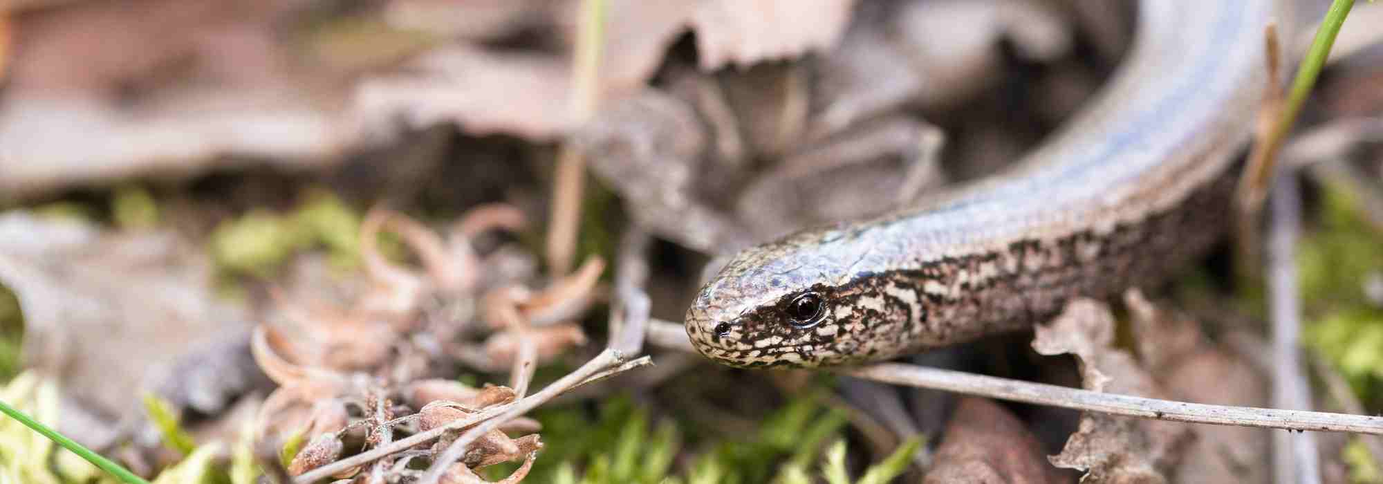 Reptilien im Garten: Erkennen? Anlocken?