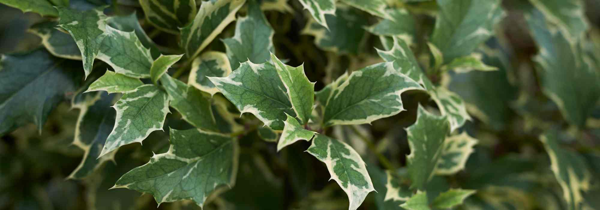 5 panaschierte Stechpalmen für mehr Licht im Garten