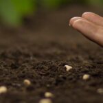 Herbst-Aussaat unter Schutz: längere Gartensaison