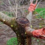 Pfropfen mit Kranz zur Vermehrung oder Verjüngung eines Baums: Wie und warum?