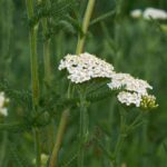 Grüne Garben: Verwendung und Vorteile im Garten?