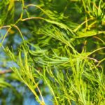 Schwarz-Erle 'Imperialis': elegant wachsender Kleinbaum
