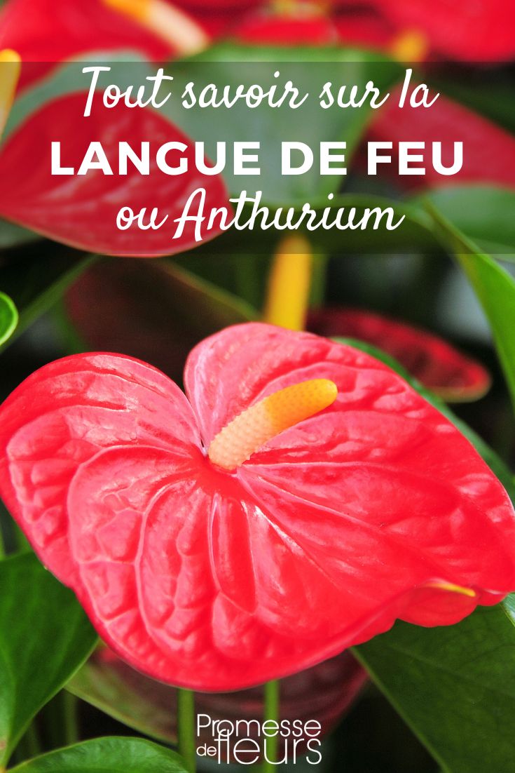 Anthurium - Flamingoblume: Pflege und Kultivierung