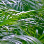 Betelpalme: Anzucht, Pflanzung und Pflege