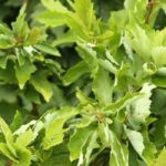 Grau-Erle 'Monstrosa': knorriger Baum für kleine Gärten