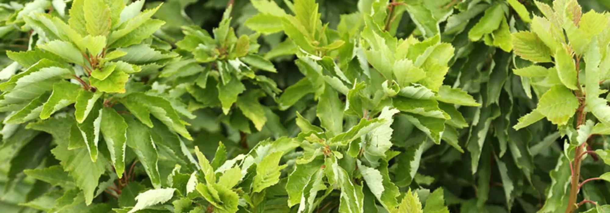 Grau-Erle 'Monstrosa': knorriger Baum für kleine Gärten