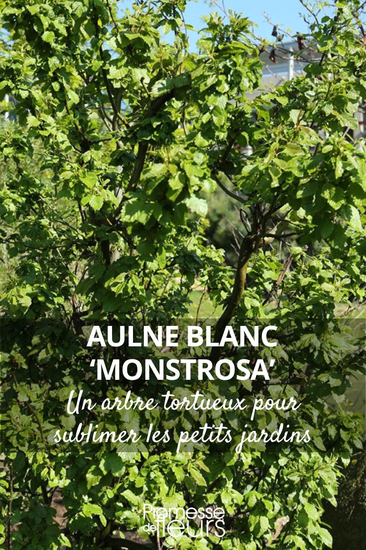 Alnus incana 'Monstrosa'