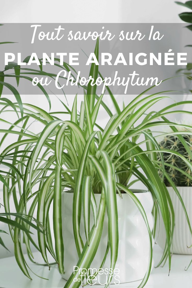 Chlorophytum - Grünlilie: Pflanzen und Pflegen