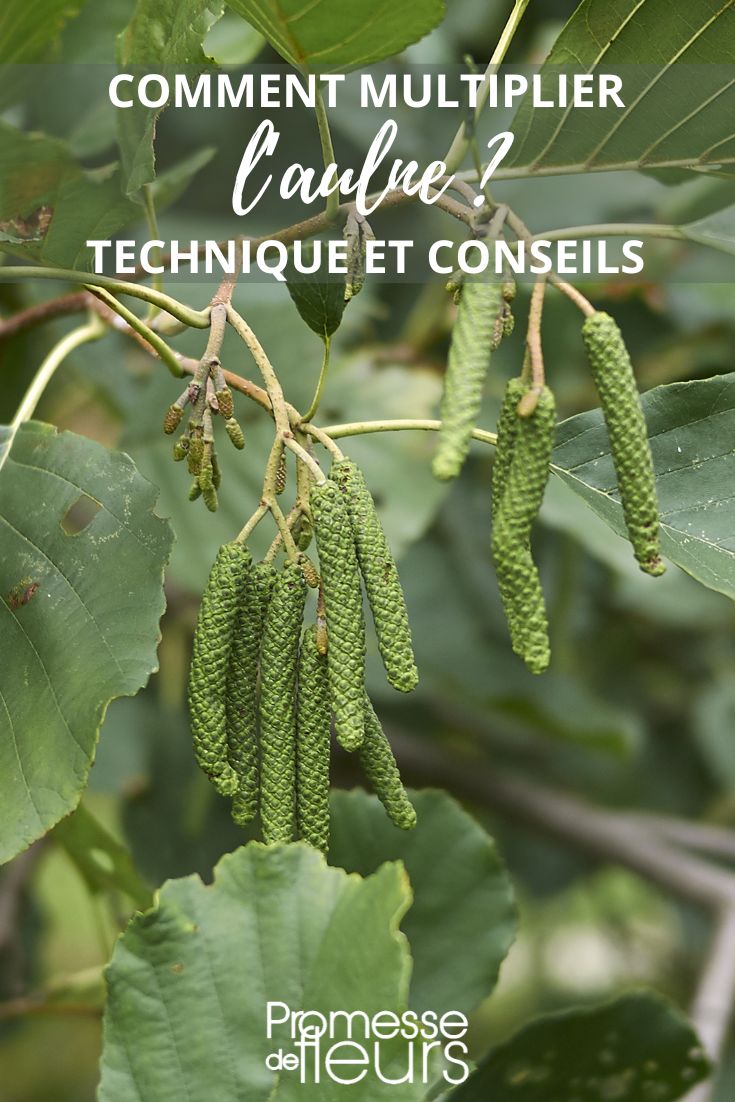 Alnus" (die Erle)