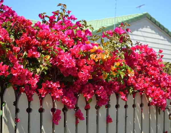 Kletterpflanze pflanzen: So geht’s im Garten?