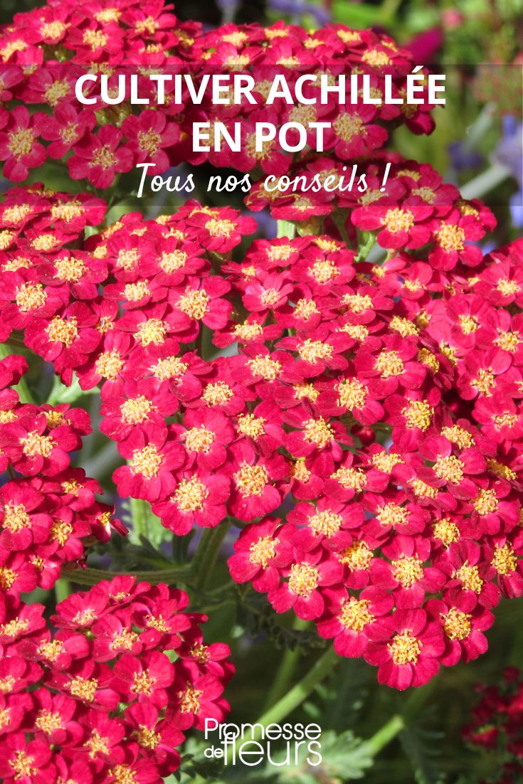 Achillea im Topf