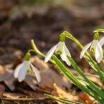 Schneeglöckchen nach der Blüte pflegen