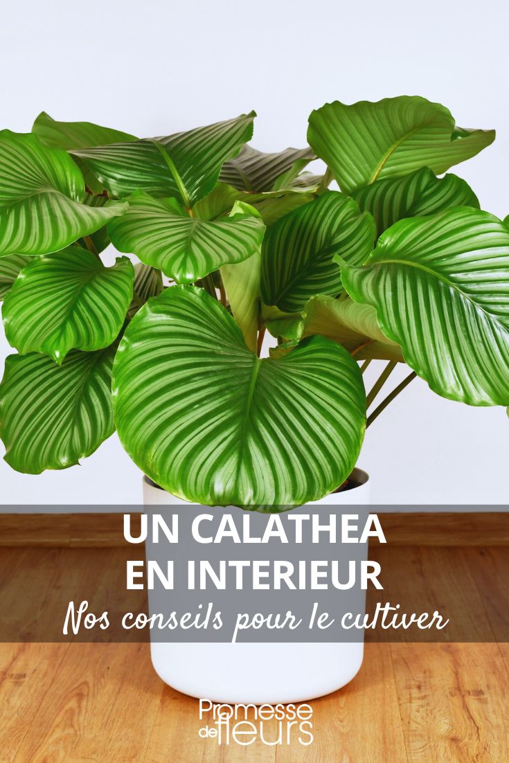 einen Calathea pflegen