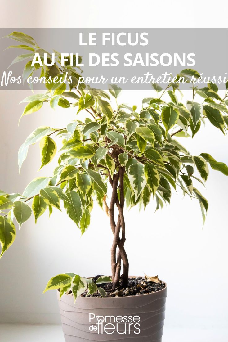 Ficus