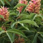 Passende Rosskastanie für den Garten ընտրություն?