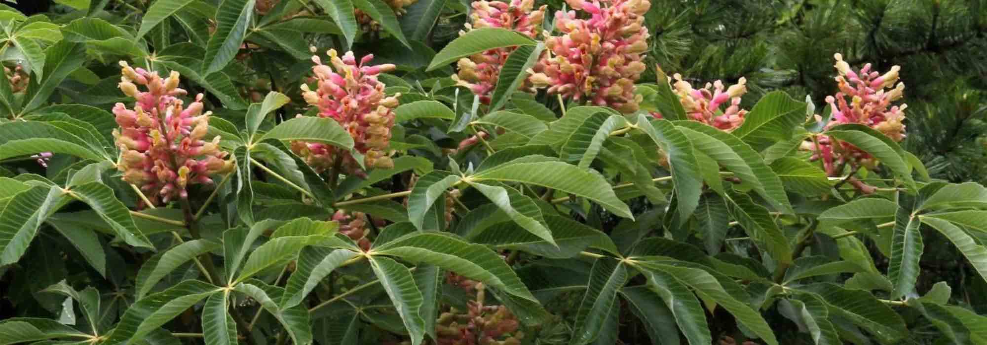 Passende Rosskastanie für den Garten ընտրություն?