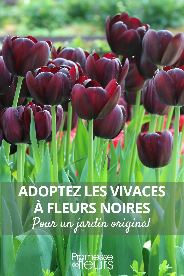Tulpe Triumph 'Black Jack'