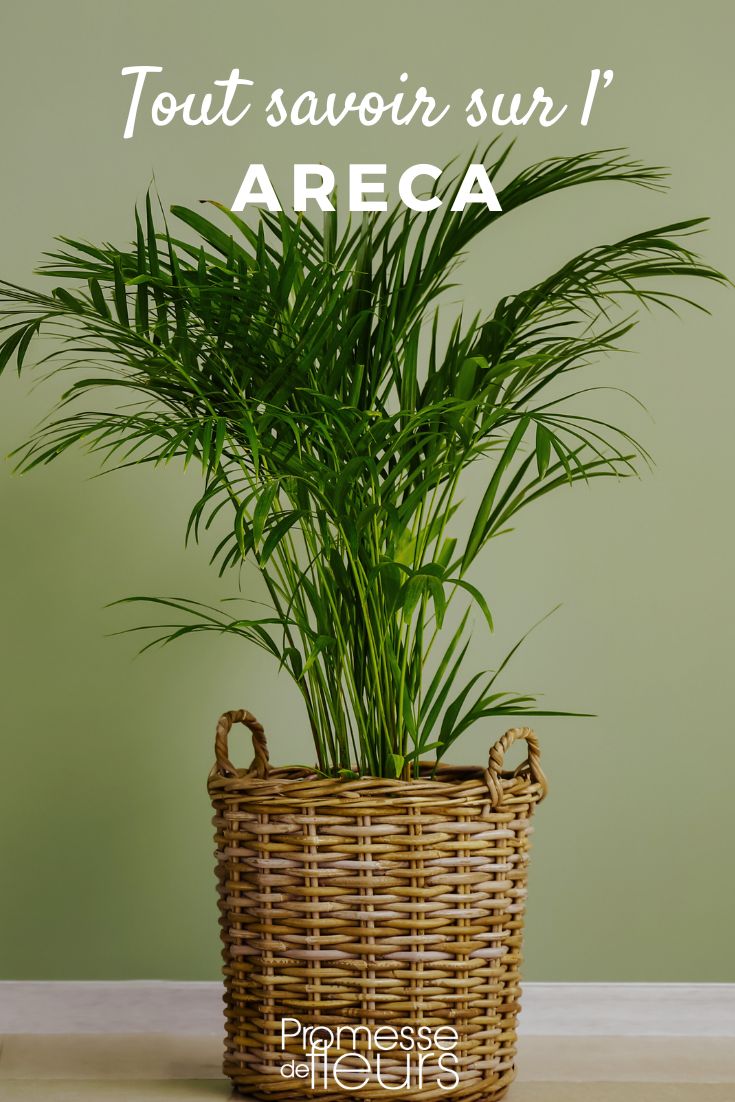 Areca: Anbau, Pflanzung und Pflege der Zimmerpalme