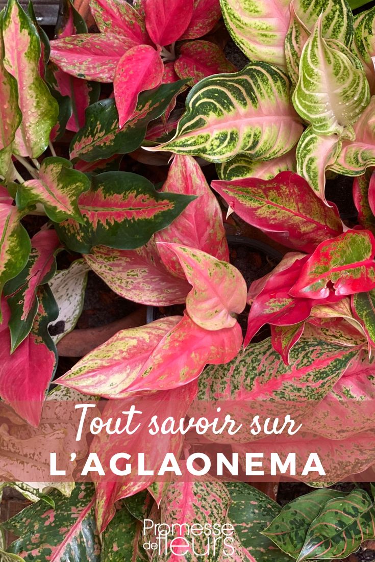 Aglaonema-Pflanzen