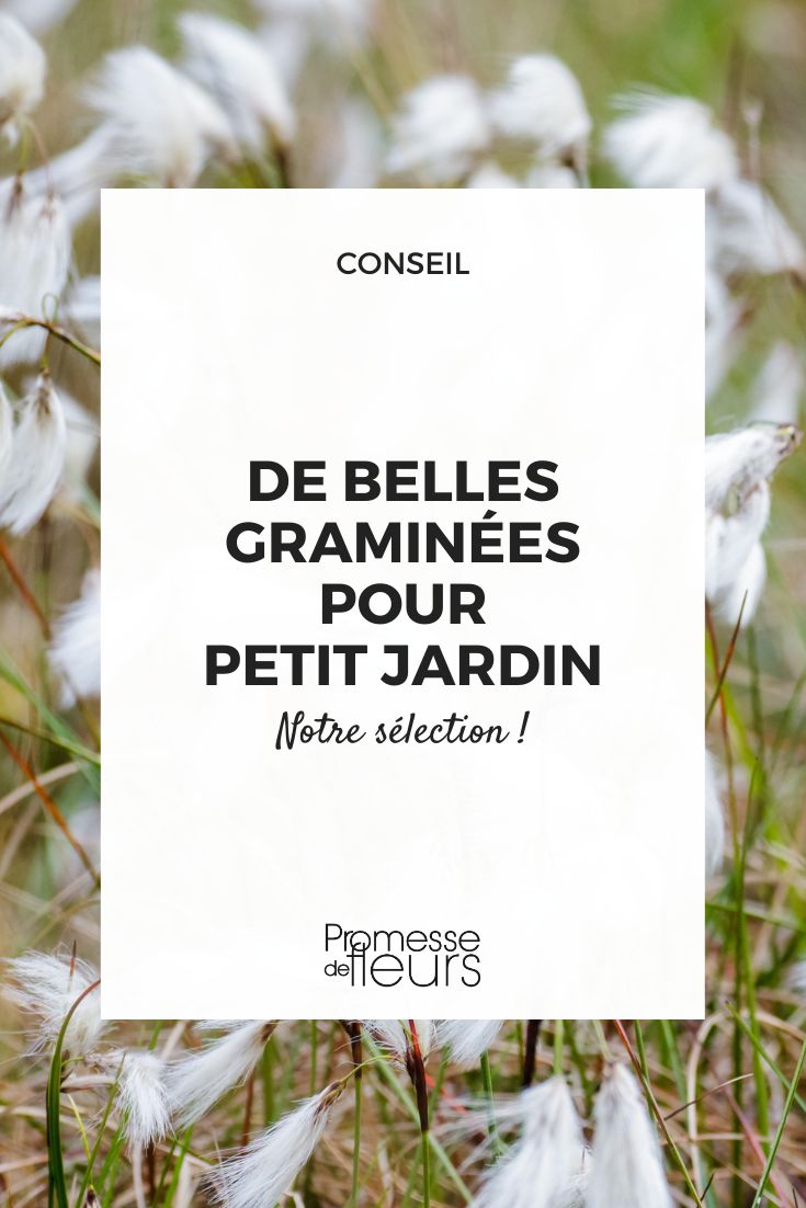 Eriophorum angustifolium (Schmalblättriges Wollgras)