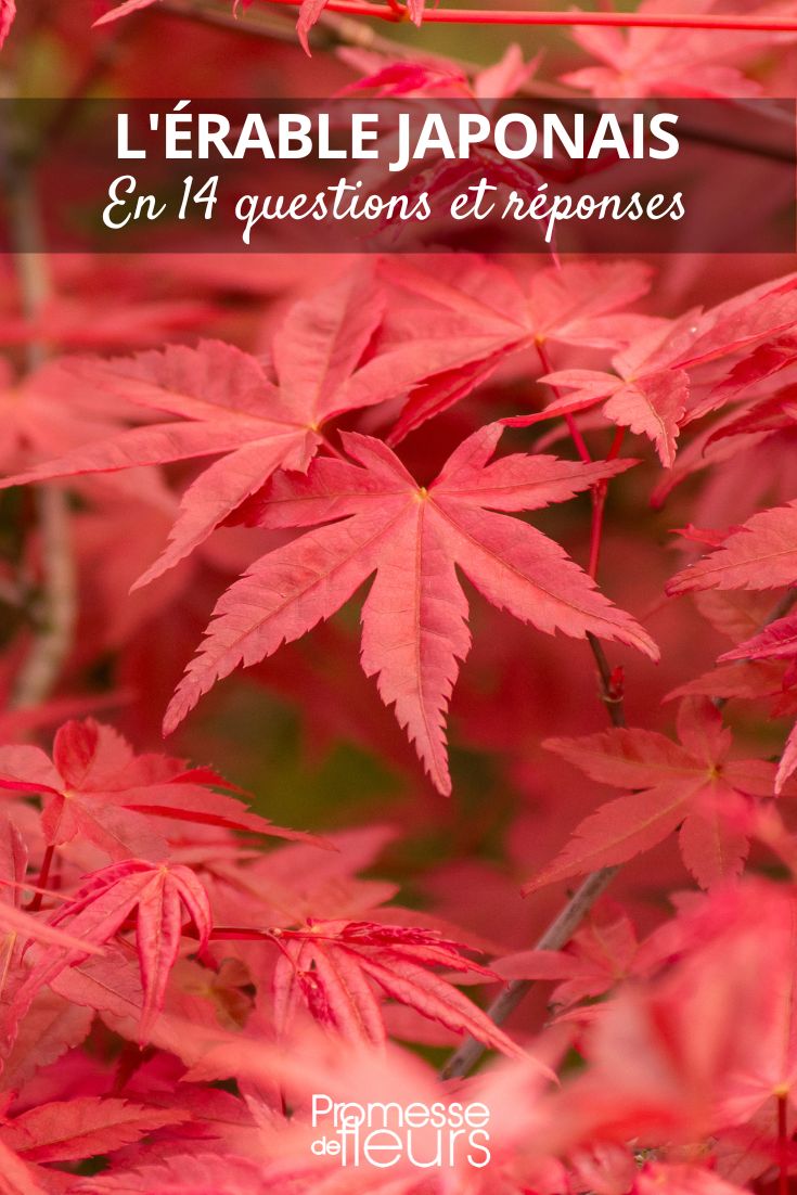 Acer (Ahorn)