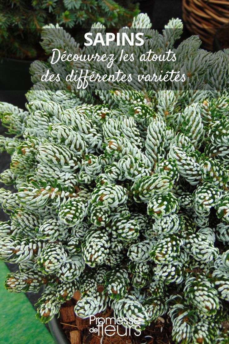 Abies koreana 'Kohout's Icebreaker'