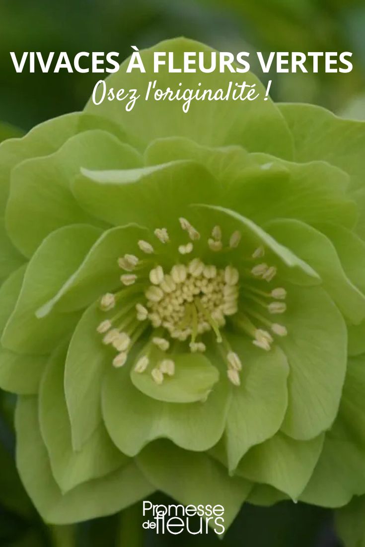 Osterglockenrose